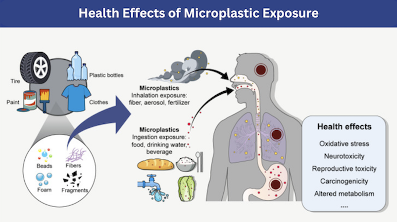 Health Effects of Microplastic Exposure(4).png